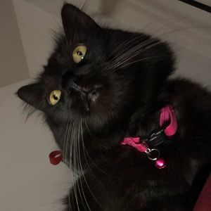 Meet your Posher, Alice